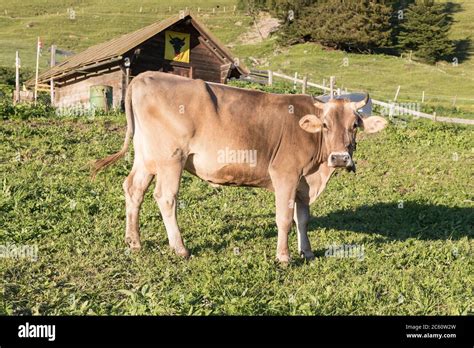 Brown Swiss Cow Hi Res Stock Photography And Images Alamy
