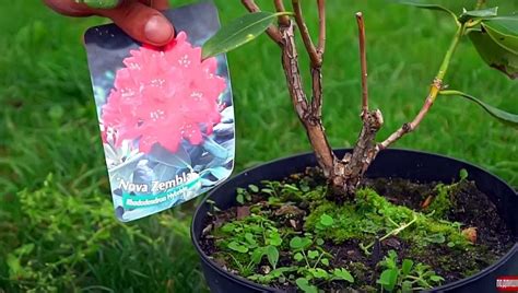 Как вырастить рододендроны в контейнерах? | Сайт о саде, даче и ...