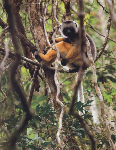 Album Madagascar La Foret De Nos Ancetres Blog De La Lecture L