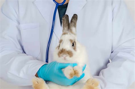 Rabbit Fever Symptoms Causes Treatment Recovery Cost Prevention