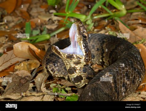 Cottonmouth Or Water Moccasin Agkistrodon Piscivorus Displaying The