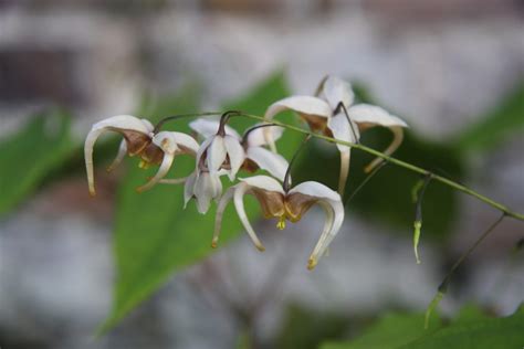 Epimedium ‘Jean O’Neill’ | Pan Global Plants