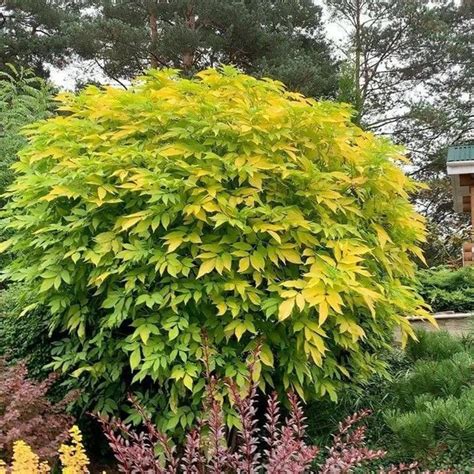 Бузина Aurea (Ауреа) купить на OZON по низкой цене (1589690016)