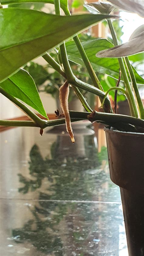 I'm officially obsessed.. : r/Aroids