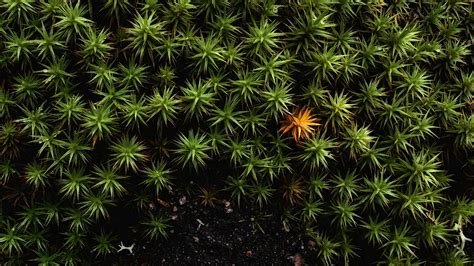 Фото На Экран Пк — Картинки фотографии