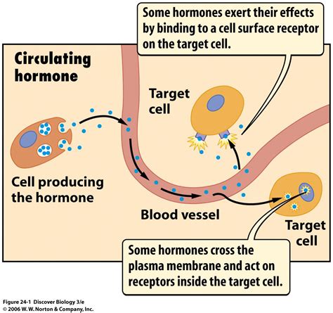 The Biology of the Human Body: Endocrine System - The Glands and Hormones