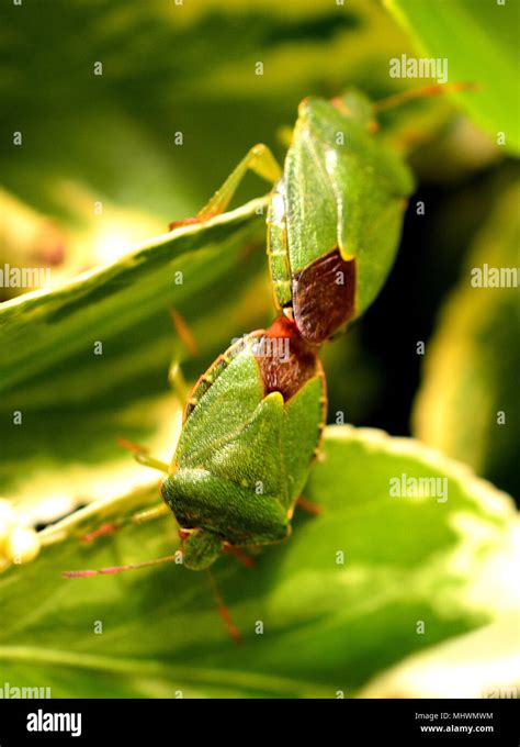 Green Shield Bugs Stock Photo Alamy