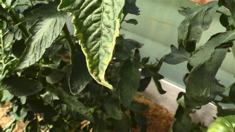 Нехватка калия у томатов. Определяем по листу - YouTube