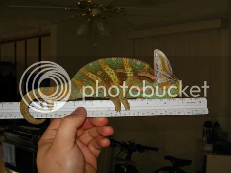 how big do veiled chameleons grow? | Chameleon Forums