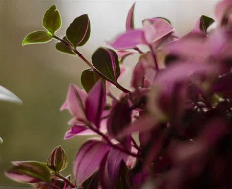 Folhagens Coloridas Para Um Jardim Bonito O Ano Todo Ciclovivo