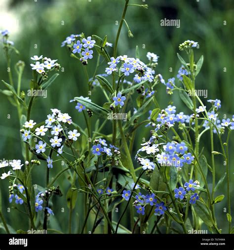 Water Forget Me Not Myosotis Scorpioides Myosotis Palustris Stock