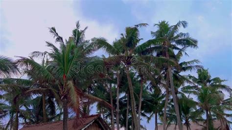 Palm Trees Swaying In The Wind On Summer Evening On Tropical Island In