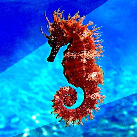 Free Seahorse Download Free Seahorse Png Images Free Cliparts On