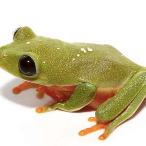 Rain Frog for Sale - Upriva Reptiles