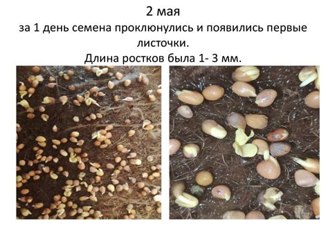 Проект «Выращивание микрозелени» - презентация онлайн