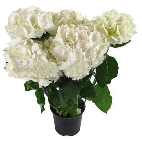 Купить Гортензия Гидрангея белая | Гортензии | Красиво-цветущие ...