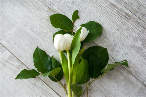 Neutral Flower Wallpapers [21+ High-Quality Images] - WallpaperGap