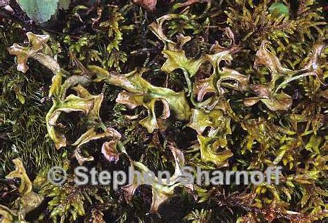 Cetraria islandica