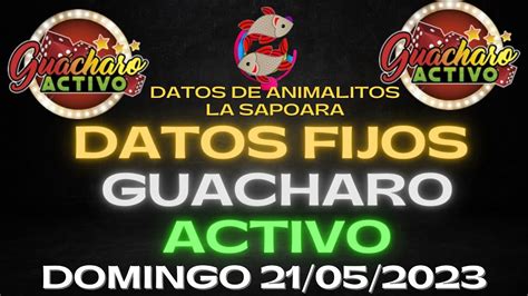 DATOS GUACHARO ACTIVO PARA HOY PARA HOY DOMINGO 21 05 2023 DATOS DE