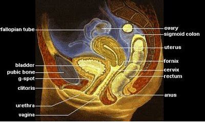 Dona De Seus Ideais Dilata O Anal