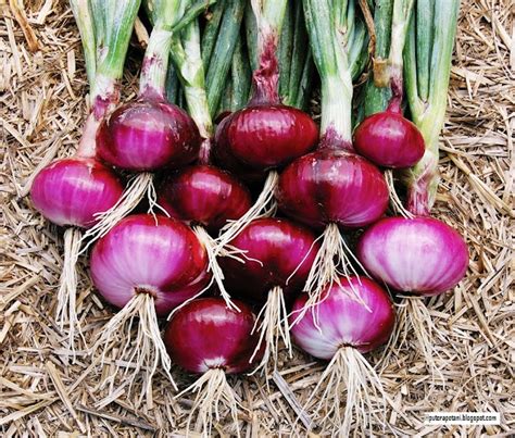 9 Cara Menanam Bawang Merah Di Pot Atau Polybag Cara Mudah