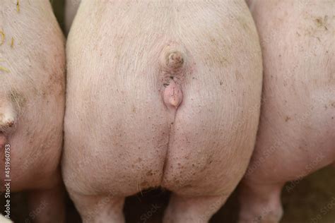 Big Pigs Rear View Naked Pig Butt Close Up Stock Photo Adobe Stock