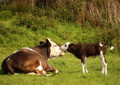 Protect Your Greenbelt – Audley