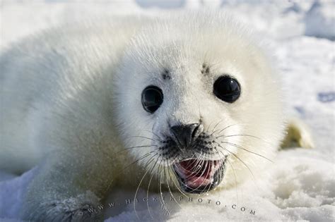 Cute Seals Wallpapers Wallpaper Cave