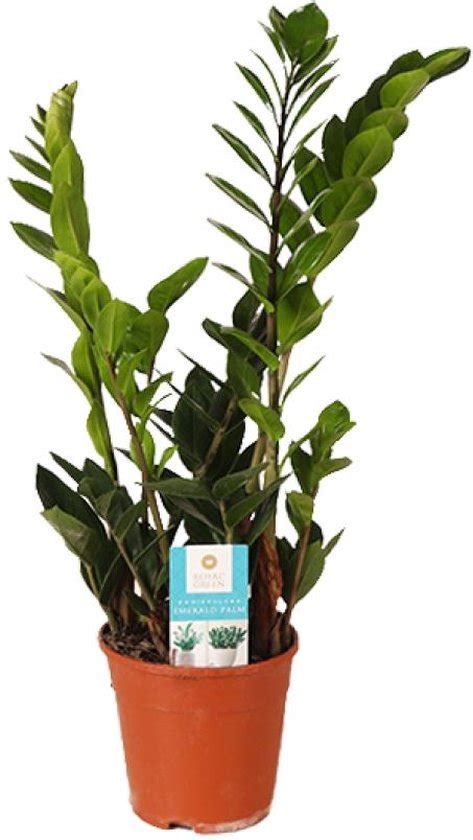 Zz Plant Zamioculcas Zamiifolia Zamioculcas Zamiifolia Met Bloempot