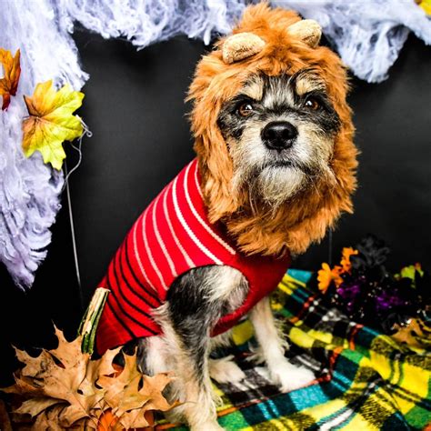 20 Incredible Photos of Dogs in Halloween Costumes - Shiny Eve