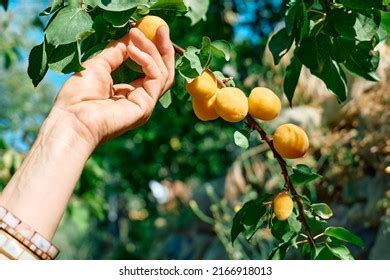 Apricot Cultivation Images Stock Photos Vectors Shutterstock