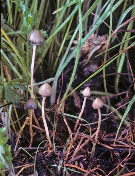 Psilocybe Semilanceata Burke Herbarium Image Collection