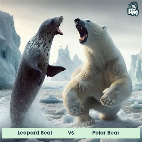 Leopard Seal Predator Prey Interactions Fights And Aggressive