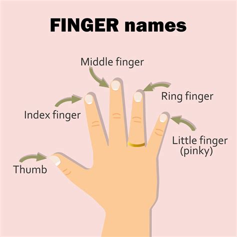 Finger names - thumb, index, middle, ring, little finger or pinky