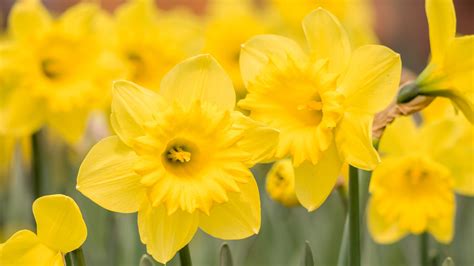 Its Not Too Late To Plant Flower Bulbs In Your Garden