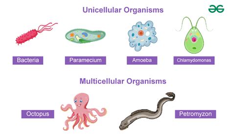cell number shape  size class  notes geeksforgeeks