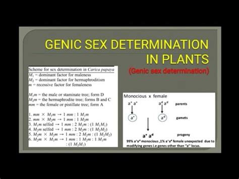 Sex Determination In Plant Genic Sex Determination YouTube