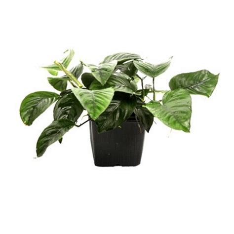 Anubias Barteri Var Caladiifolia Xl Aquaeden