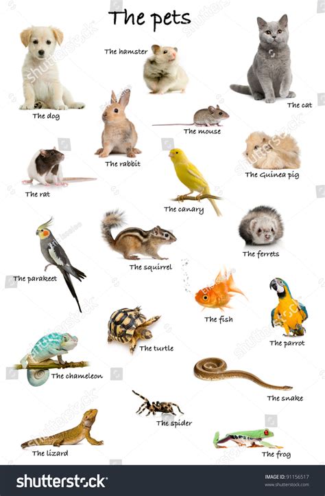 Pet Animals List With Pictures Pdf There Are Numerous Lists Online Of