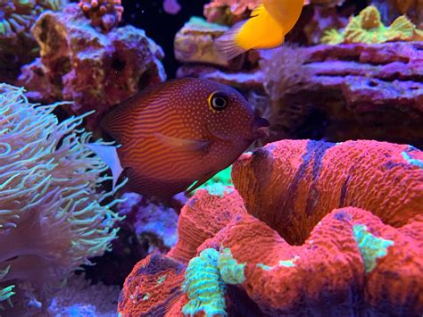 1456 Best White Tank Images On Pholder Braless Tank Porn And Lululemon