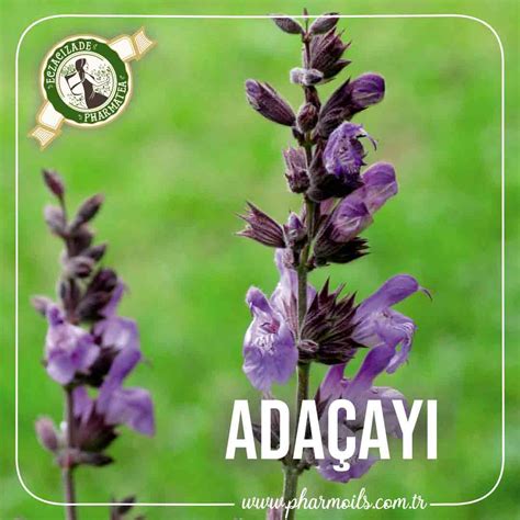 ADAÇAYI Pharmoils | Fitoterapinin Bilimle Buluştuğu Nokta