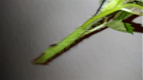 Plant Videos Xvideos