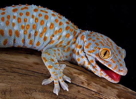 10 types of gecko