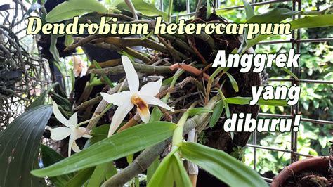 Mengenal Anggrek Dendrobium Heterocarpum Anggrek Yang Diburu Kolektor