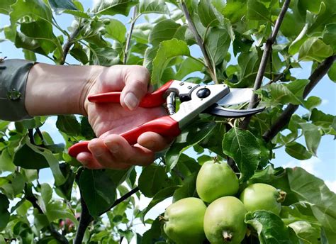 How To Prune an Apple Tree: A Step-by-Step Guide