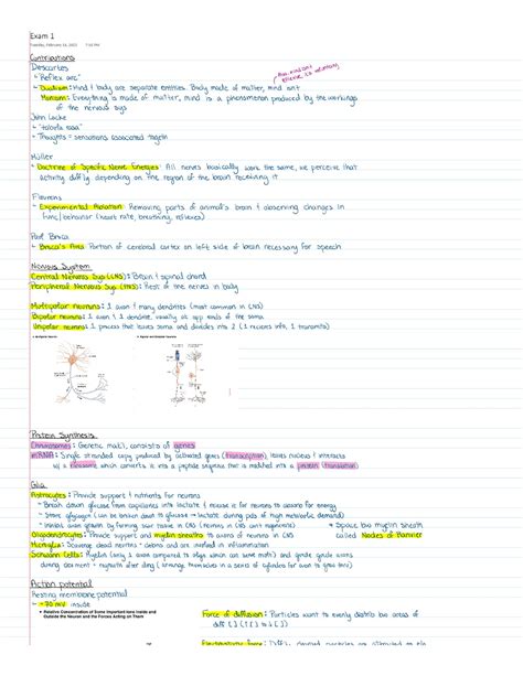 Psych Neuroscience Exam Study Sheet Psych Studocu