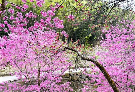 粉紅風暴〜雲林古坑草嶺「石壁美人谷」瞬間成粉紅仙境 滿山滿谷櫻花盛開9成 3周湧入超過40萬遊客上山賞櫻！ 台灣華報