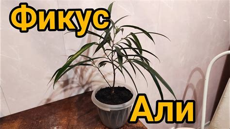 30.01.21.фикус Али(бенедикта) пересадка. - YouTube
