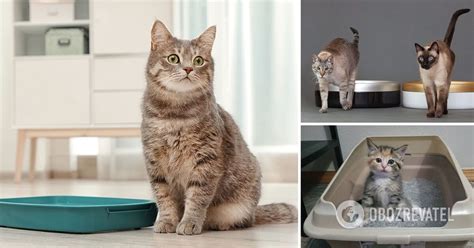 Чим мити котячий лоток, щоб позбутися неприємного запаху – лайфхак ...