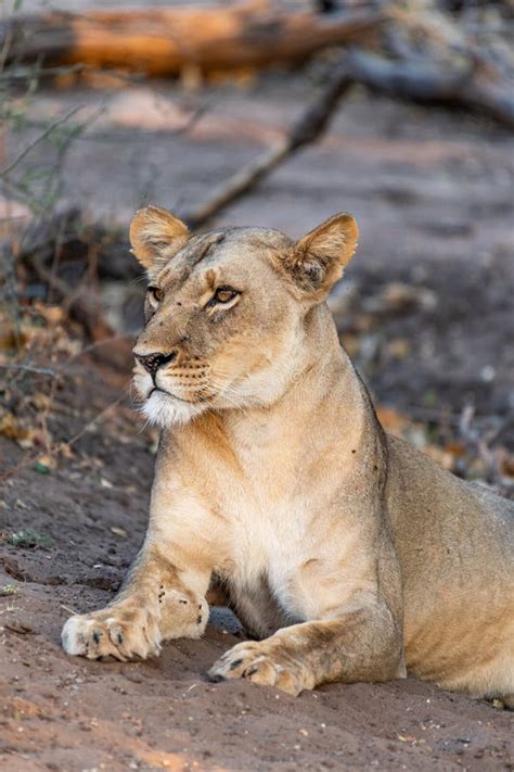 Beautyful Female Lion In Chobe National Park In Botswana At The Chobe